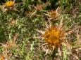 distel